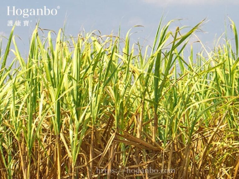 Policosanol: 3 Clinical Benefits of this Natural Ingredient from Cuba You May Not Know